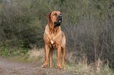 TOSA INU 474